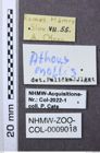 Etiketten zu Athous mollis (NHMW-ZOO-COL-0009018)